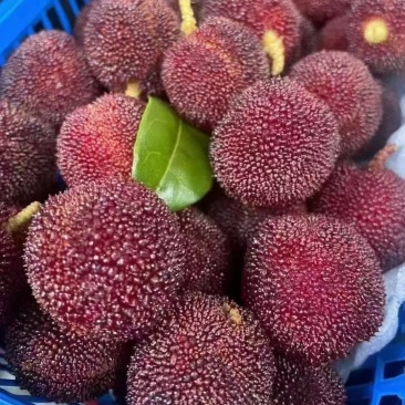 ——泰顺东魁杨梅