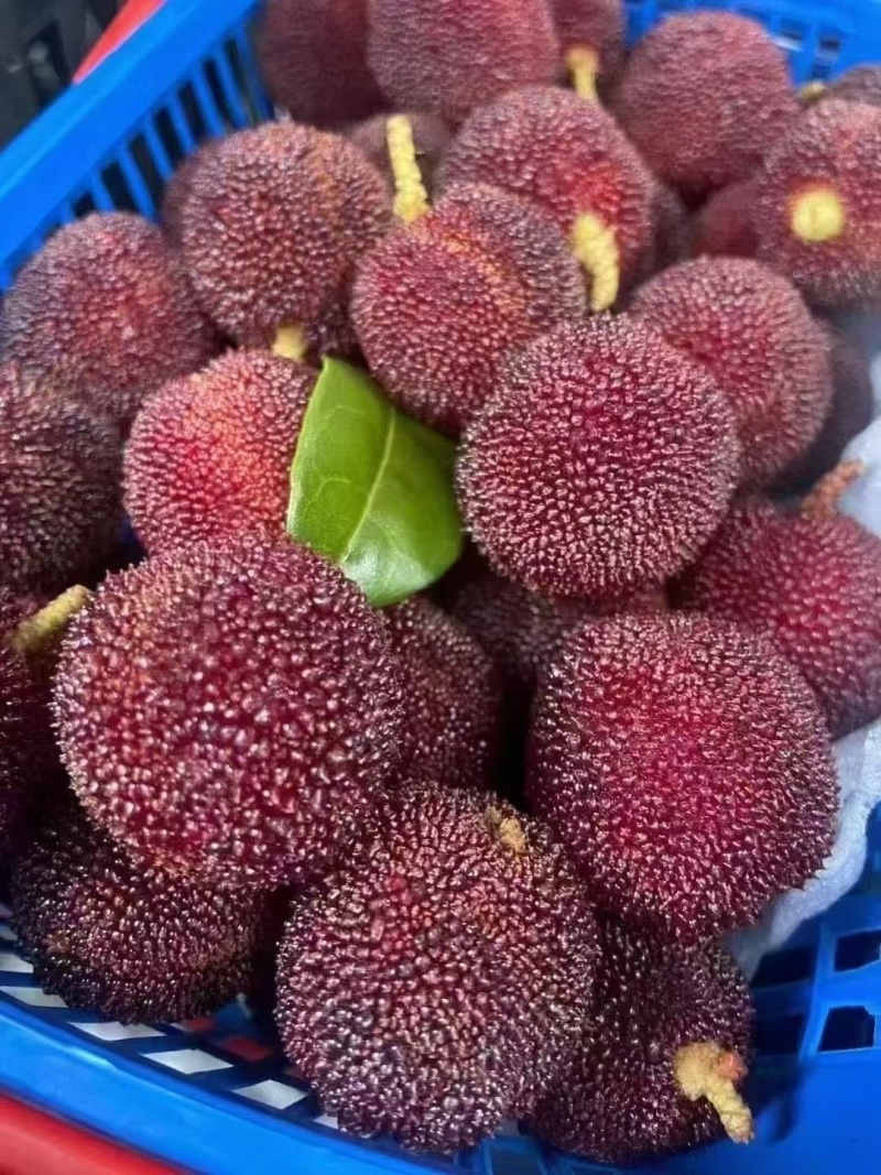 ——泰顺东魁杨梅