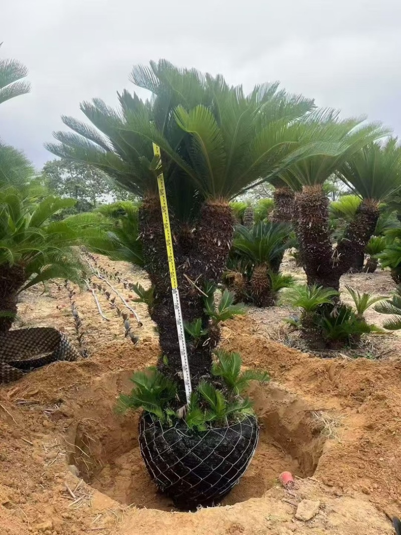 苏铁基地大量低价清场出售