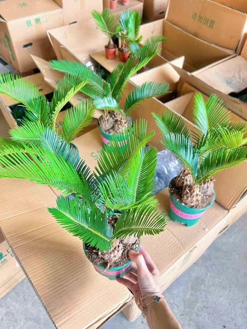 苏铁基地大量低价清场出售