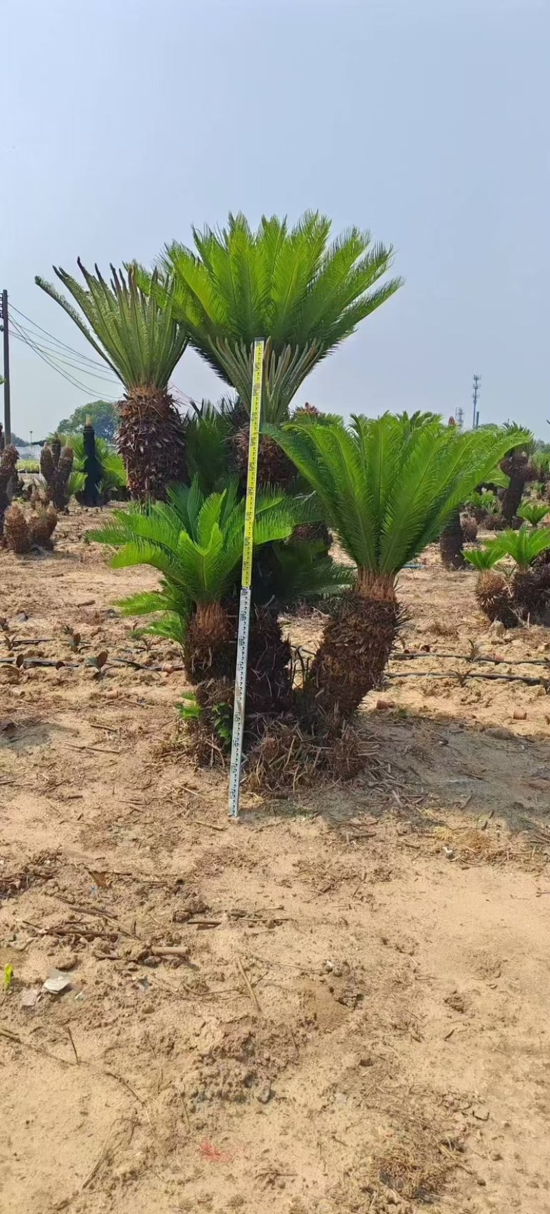 苏铁基地大量低价清场出售