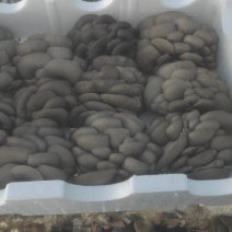平菇鲜货