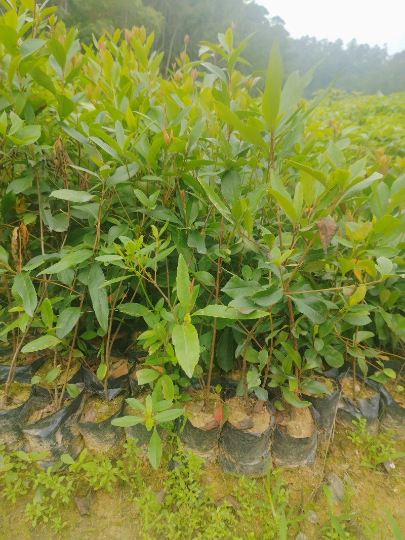 春花/石斑木/车轮梅布袋苗绿化护坡花其**品种之一