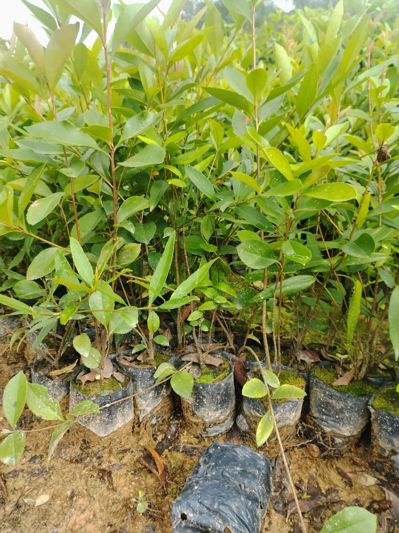 春花/石斑木/车轮梅布袋苗绿化护坡花其**品种之一