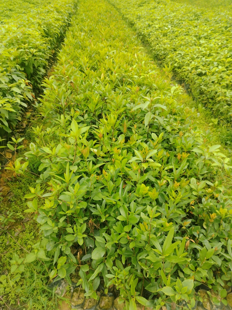 春花/石斑木/车轮梅布袋苗绿化护坡花其**品种之一