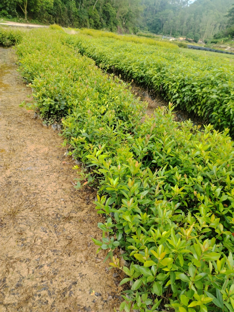 春花/石斑木/车轮梅布袋苗绿化护坡花其**品种之一