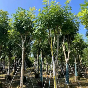 桃花心木非洲楝基地大量出售