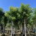 桃花心木非洲楝基地大量出售