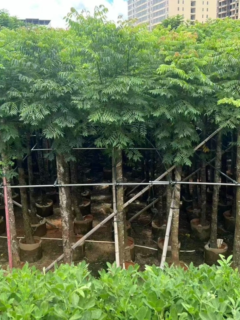 基地大量出售台湾栾树、复羽叶栾树、黄山栾树