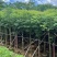 基地大量出售台湾栾树、复羽叶栾树、黄山栾树