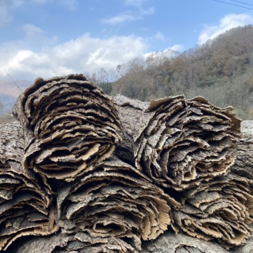 青杠树皮