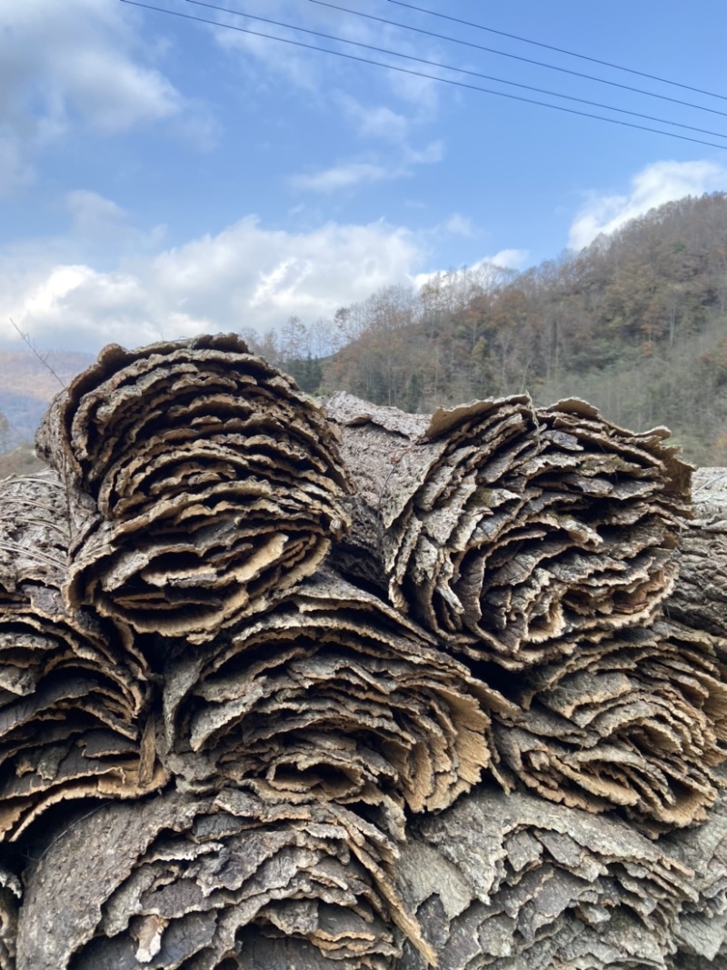 青杠树皮