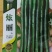 二荆条