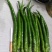 二荆条