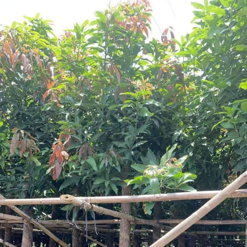 芒果树、绿化芒果、嫁接芒果树基地大量供应