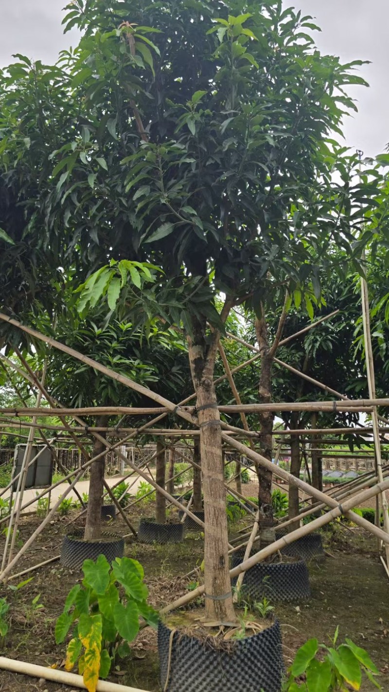芒果树、绿化芒果、嫁接芒果树基地大量供应