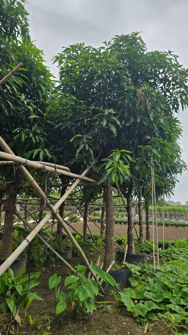 芒果树、绿化芒果、嫁接芒果树基地大量供应