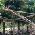 芒果树、绿化芒果、嫁接芒果树基地大量供应