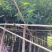 芒果树、绿化芒果、嫁接芒果树基地大量供应