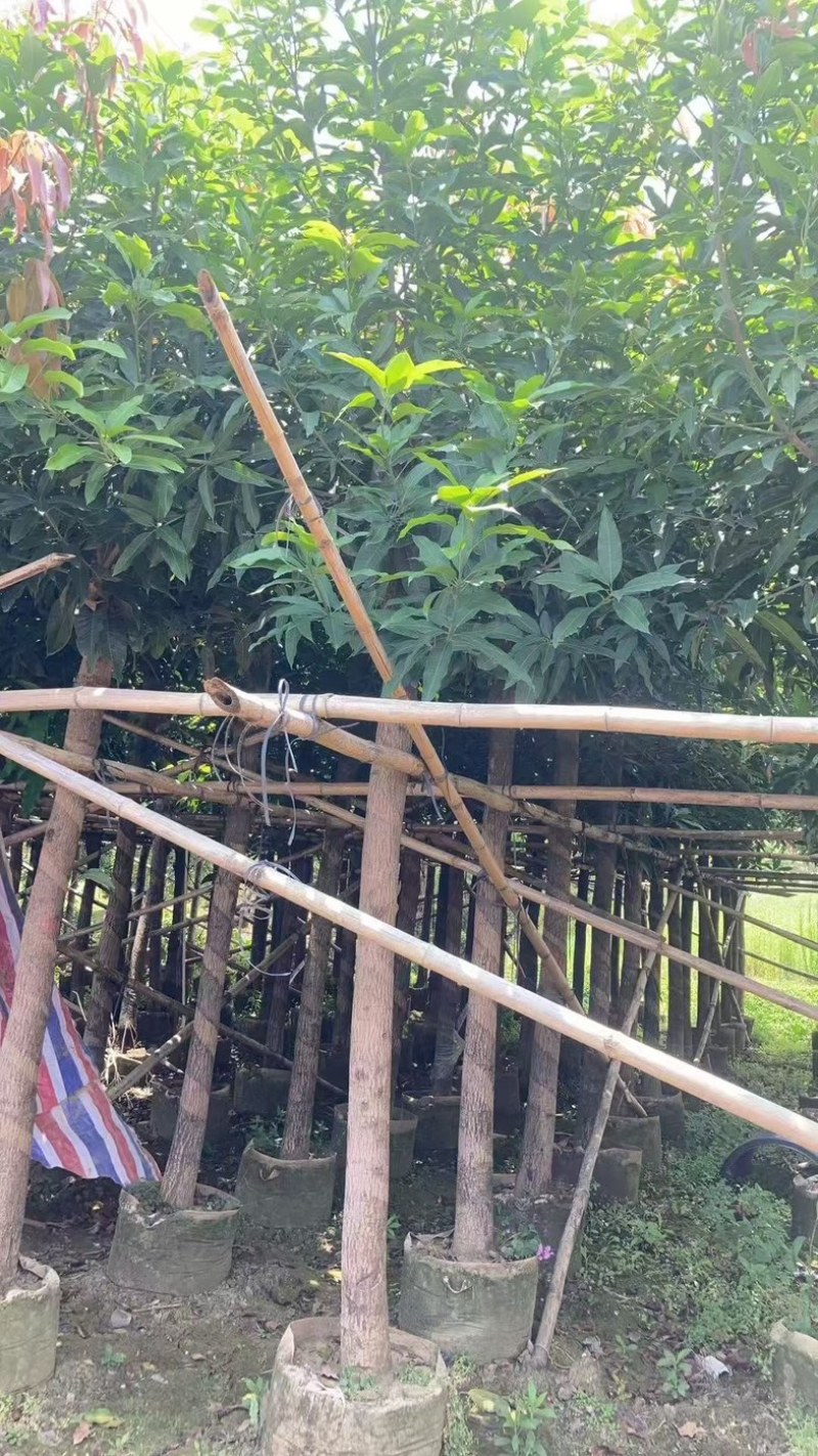 芒果树、绿化芒果、嫁接芒果树基地大量供应
