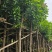 芒果树、绿化芒果、嫁接芒果树基地大量供应