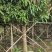 芒果树、绿化芒果、嫁接芒果树基地大量供应
