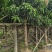 芒果树、绿化芒果、嫁接芒果树基地大量供应