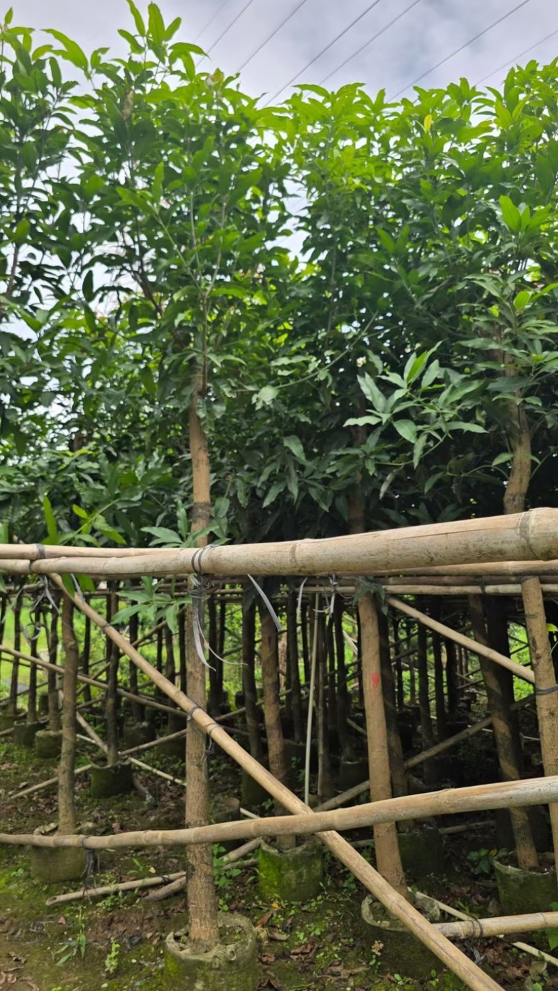 芒果树、绿化芒果、嫁接芒果树基地大量供应