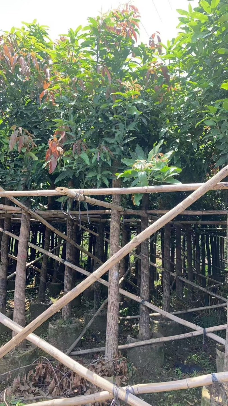 芒果树、绿化芒果、嫁接芒果树基地大量供应