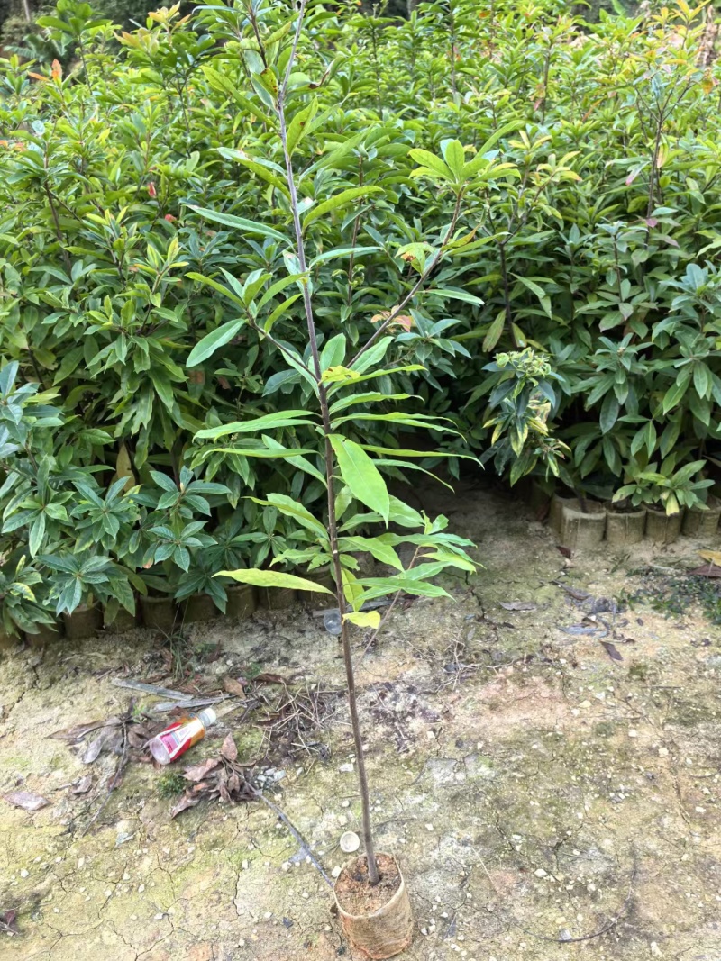 广东枫树苗苗圃直发大小都有货源充足价格优惠欢迎致电