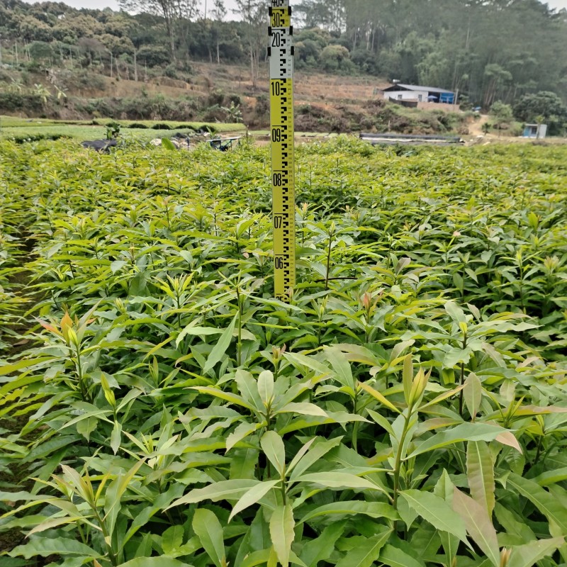 广东枫树苗苗圃直发大小都有货源充足价格优惠欢迎致电