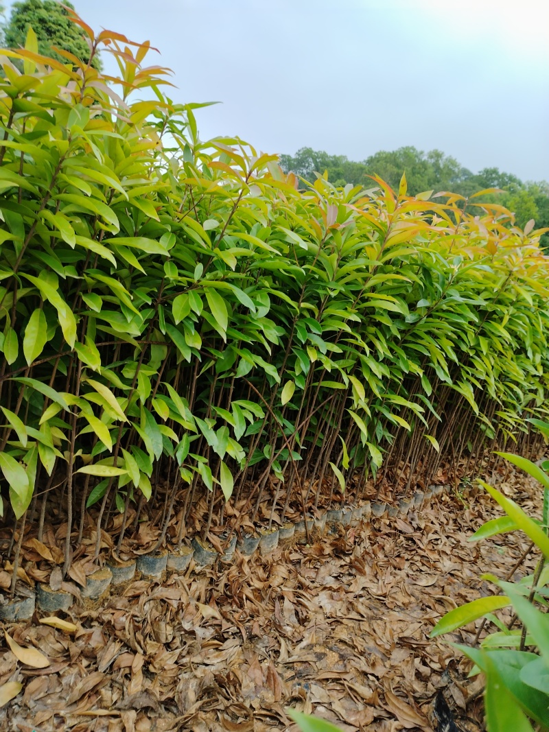 广东枫树苗苗圃直发大小都有货源充足价格优惠欢迎致电