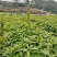 广东枫树苗苗圃直发大小都有货源充足价格优惠欢迎致电