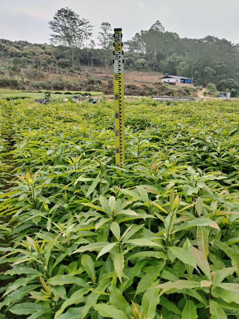 广东枫树苗苗圃直发大小都有货源充足价格优惠欢迎致电