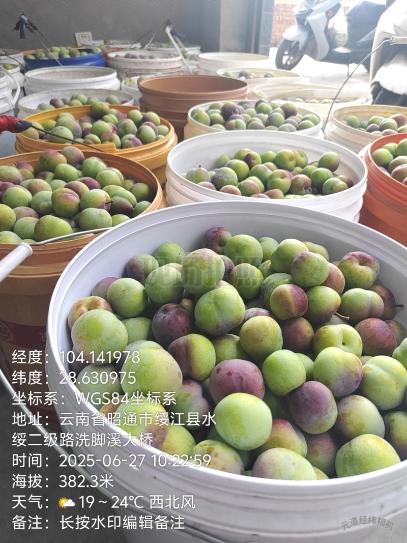 云南绥江半边红李即将上市