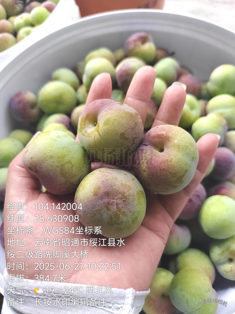 云南绥江半边红李即将上市