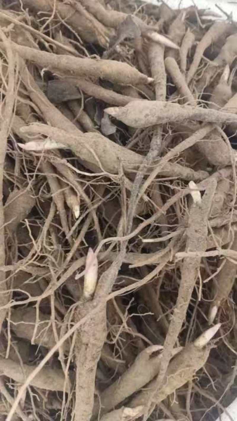 赤芍苗，秋季售卖！需要的老板联系