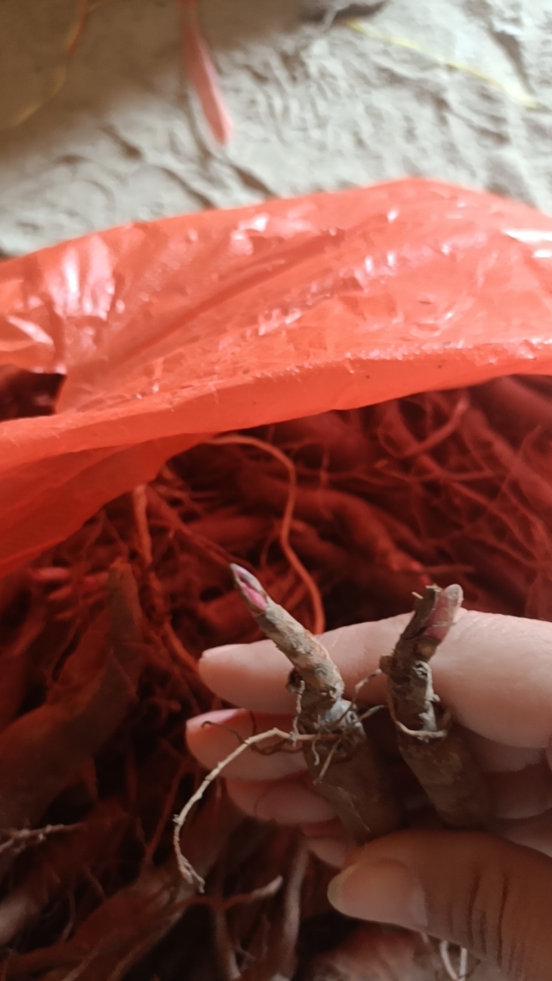 赤芍苗，秋季售卖！需要的老板联系
