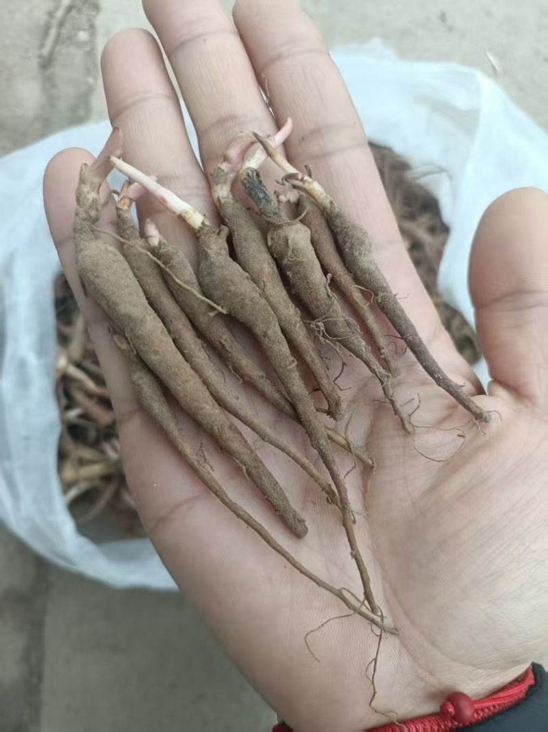 赤芍苗，秋季售卖！需要的老板联系