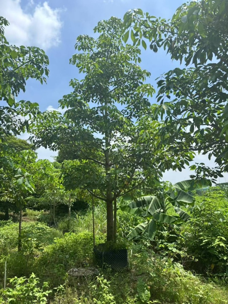 基地大量出售本地木棉、红花木棉、英雄树