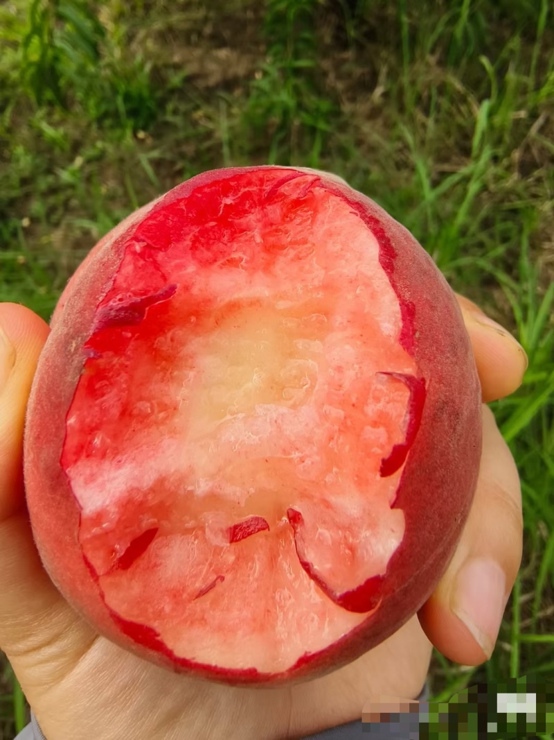 《精品》毛桃突围/特早红/红不软/春蜜春雪产地大量供应