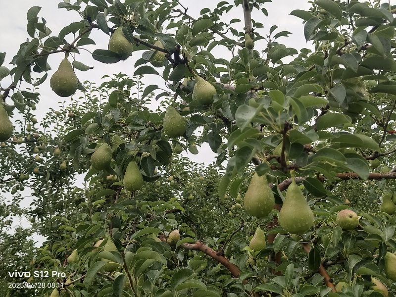 巴梨香蕉梨