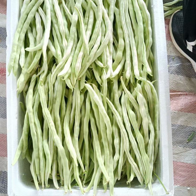 山西应县白无丝大量上市，有需要的老板联系我