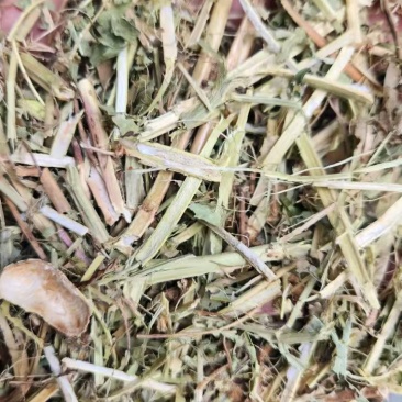 河南花生秧大量出货，有要的联系***********