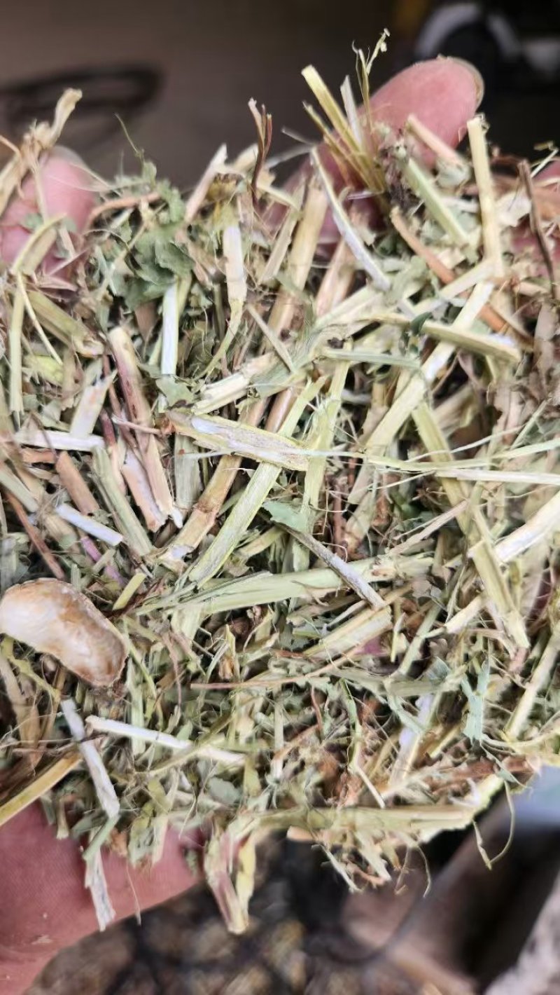河南花生秧大量出货，有要的联系***********