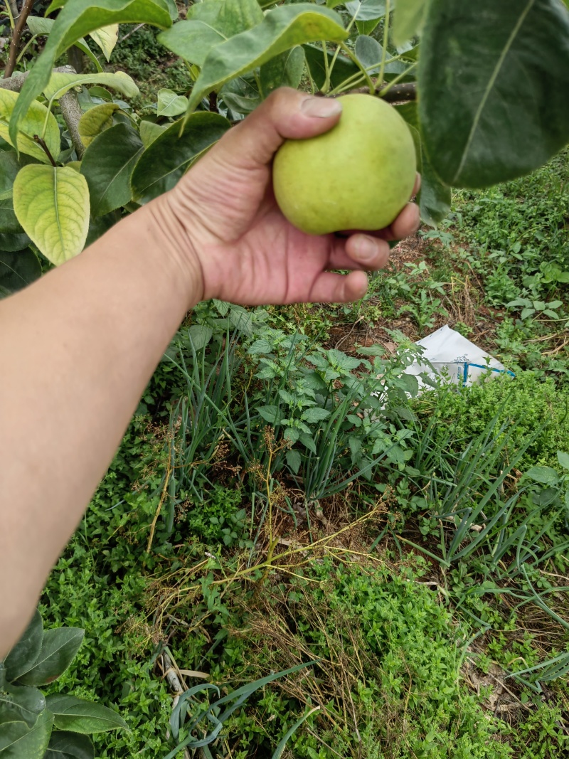 翠冠梨，果鲜味美果型好