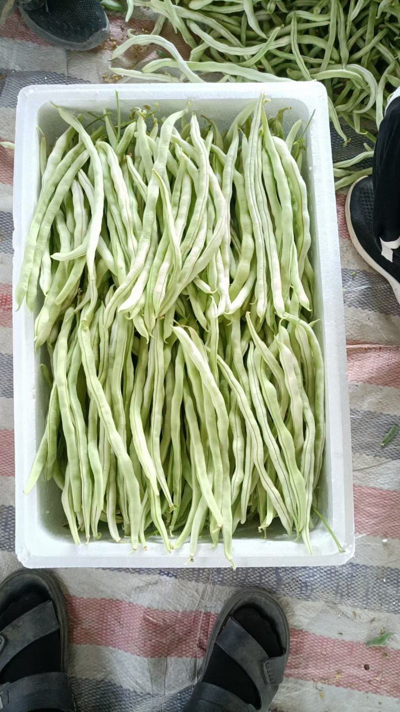 山西应县白无丝大量上市，有需要的老板联系我