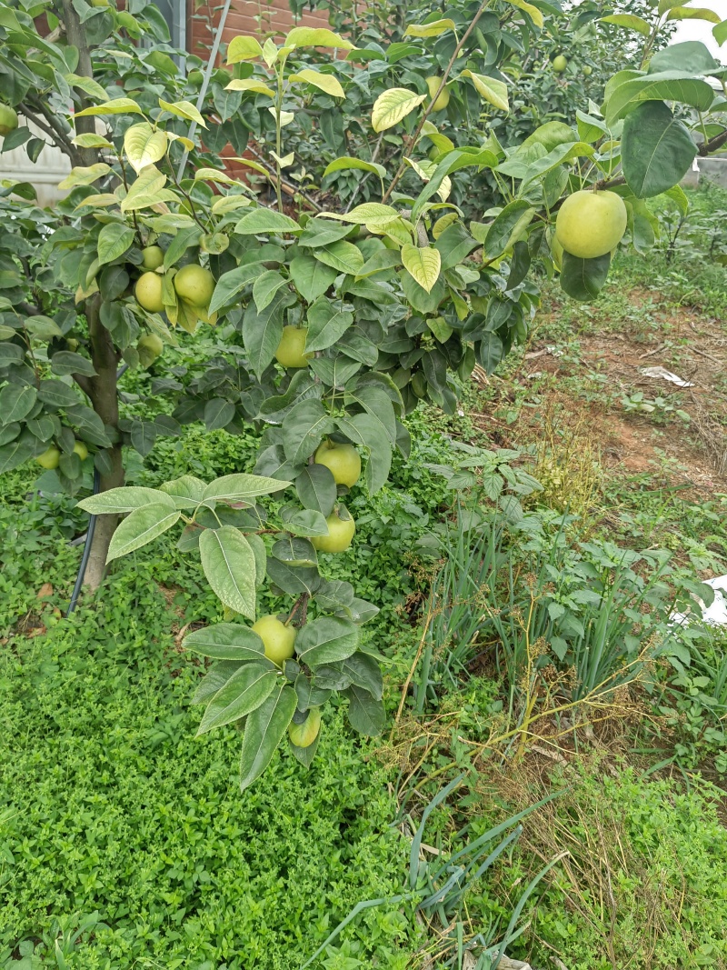 翠冠梨，果鲜味美果型好