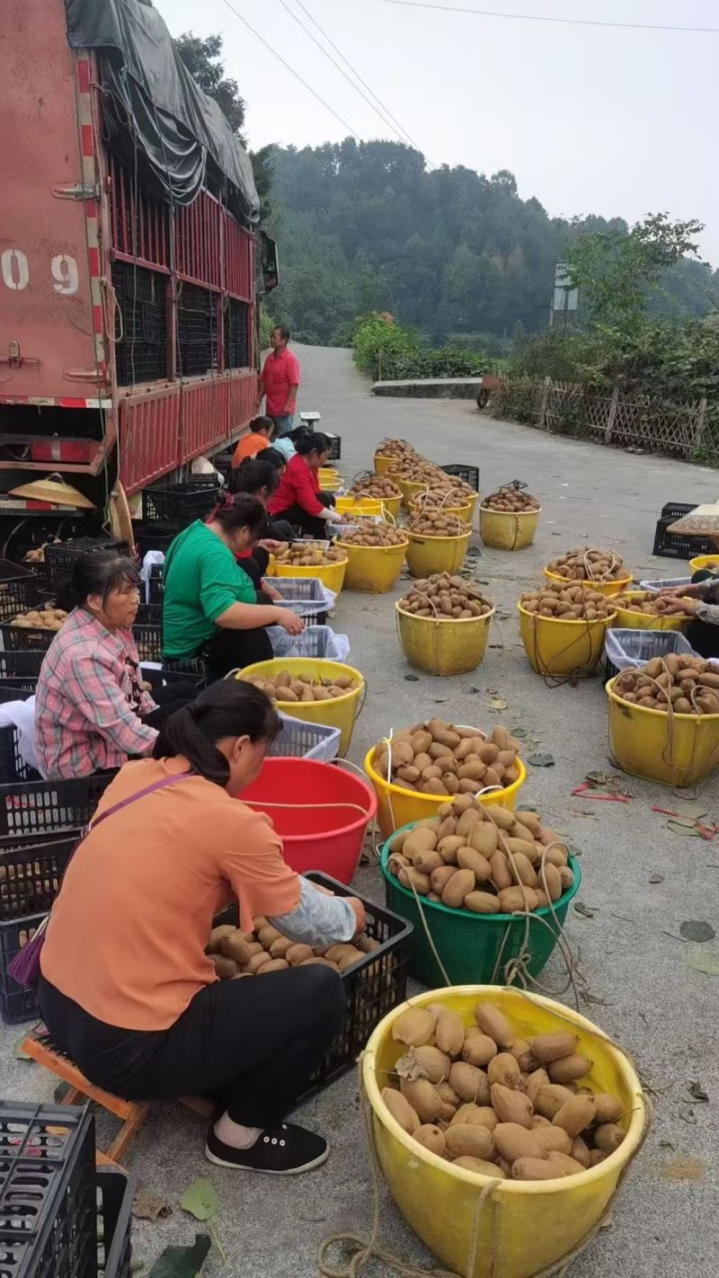 湖南正宗猕猴桃米良1号绿心猕猴桃货源充足量大从优