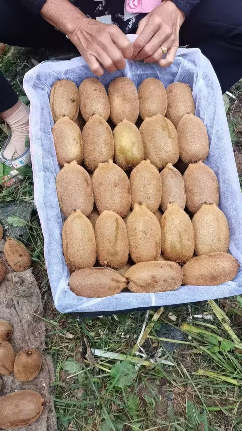 湖南正宗猕猴桃米良1号绿心猕猴桃货源充足量大从优